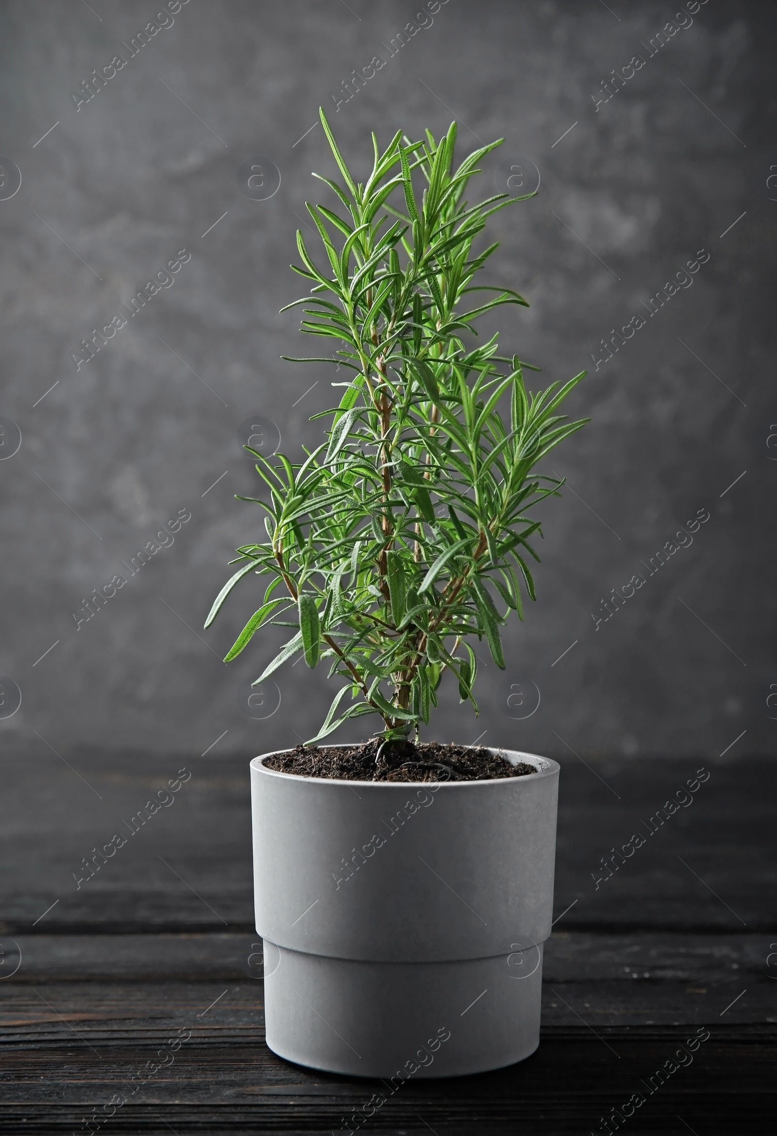 Photo of Pot with green rosemary bush on wooden table against grey background