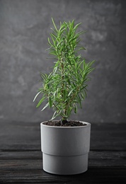 Photo of Pot with green rosemary bush on wooden table against grey background