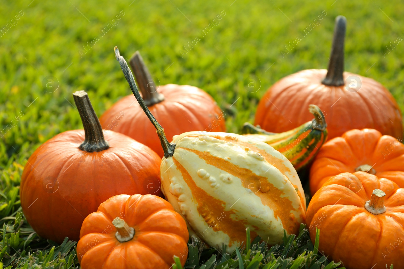 Photo of Many orange pumpkins on green grass outdoors