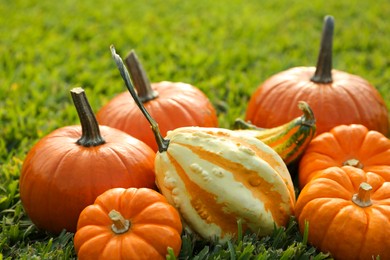 Photo of Many orange pumpkins on green grass outdoors