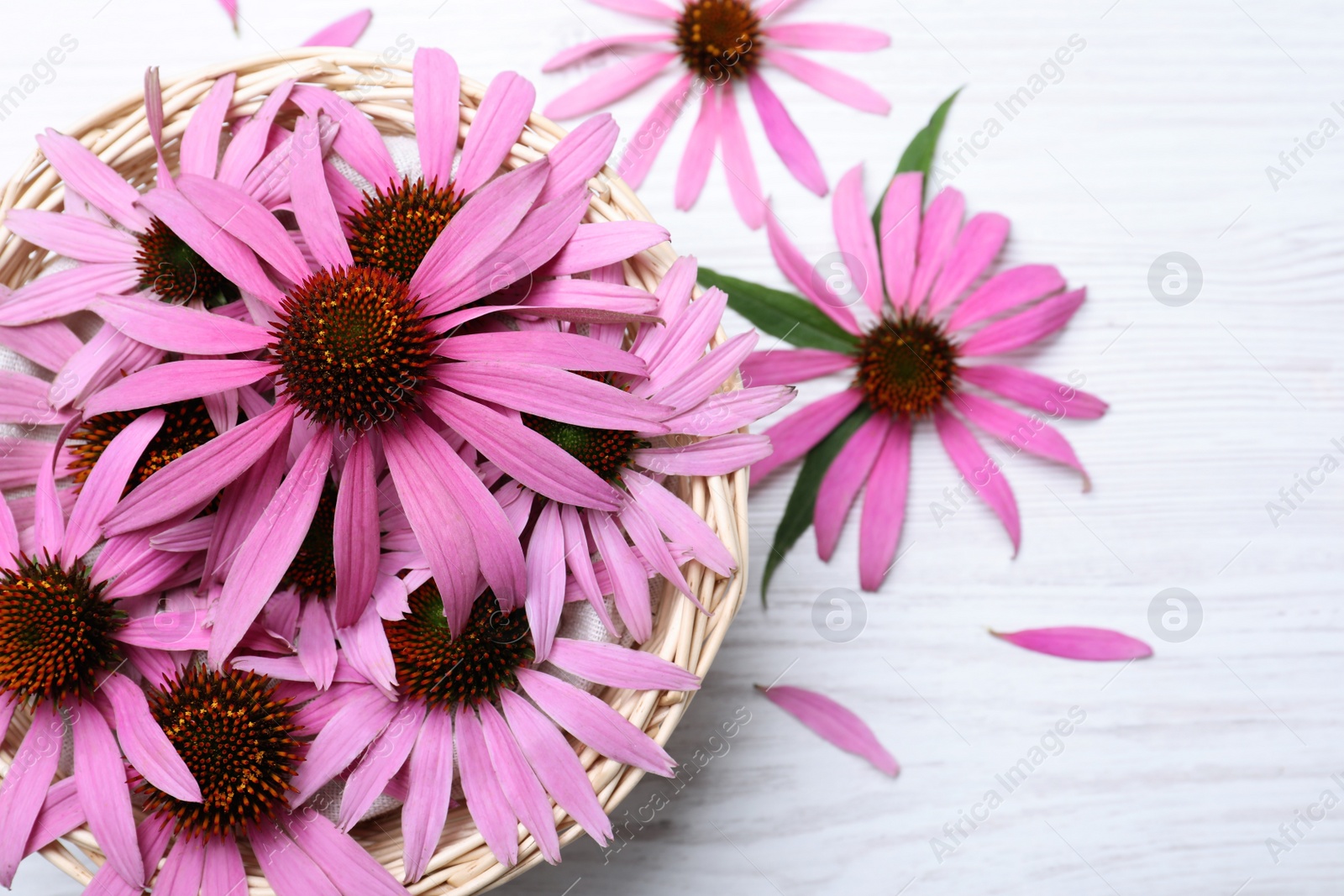 Photo of Beautiful echinacea flowers on white wooden table, flat lay