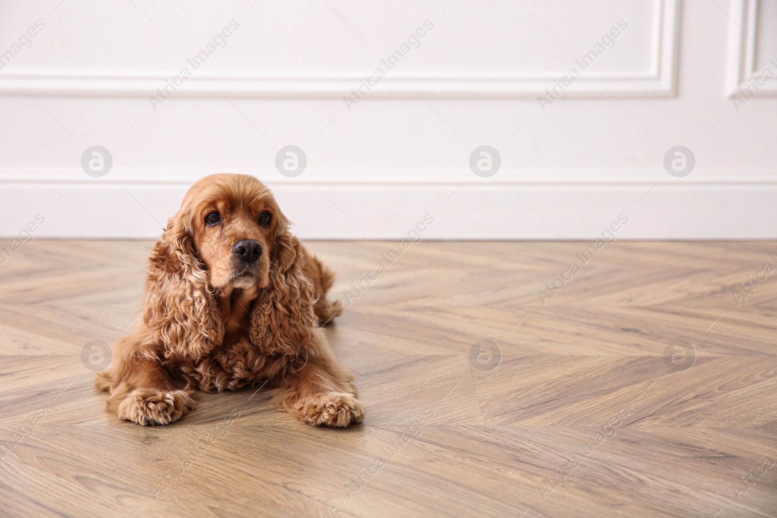 Photo of Cute Cocker Spaniel dog lying on warm floor indoors, space for text. Heating system