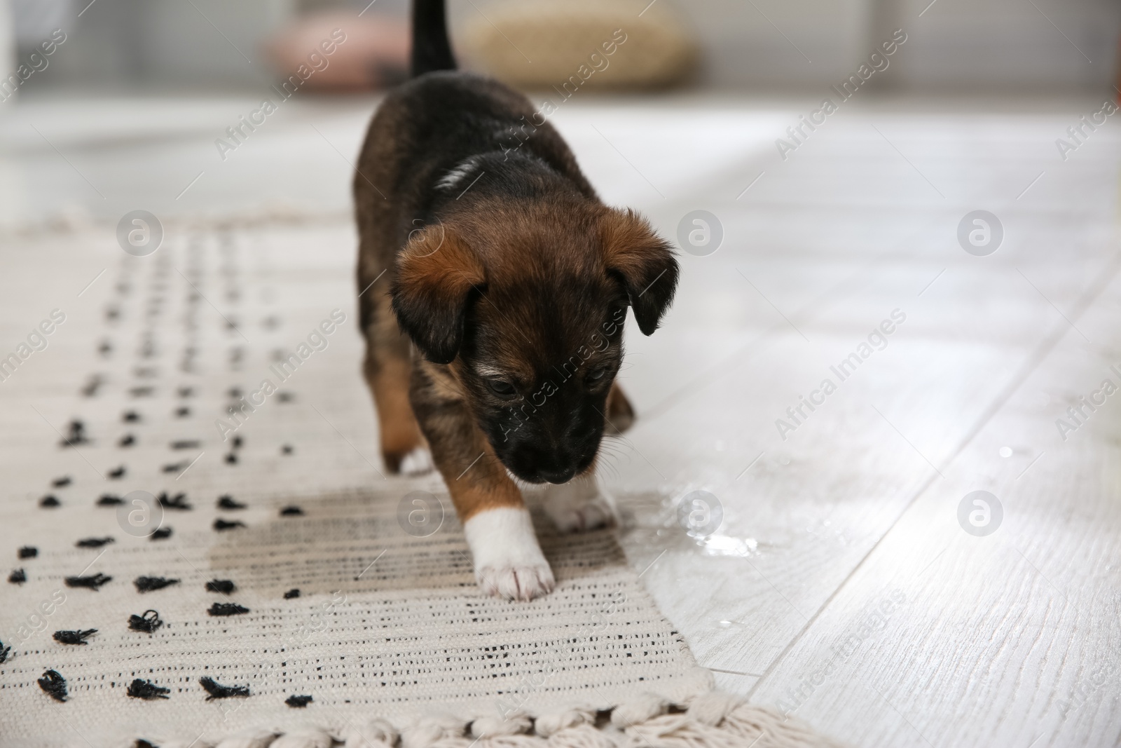 Photo of Adorable puppy near wet spot on carpet indoors