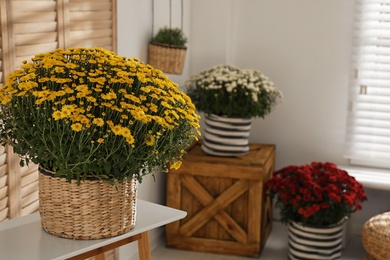 Photo of Beautiful chrysanthemum flowers on table indoors, space for text. Stylish interior element