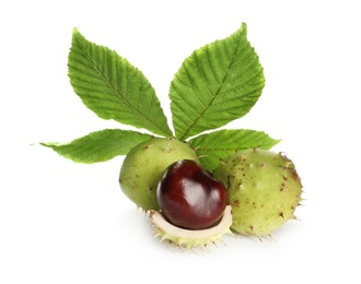 Photo of Horse chestnuts and tree leaf on white background