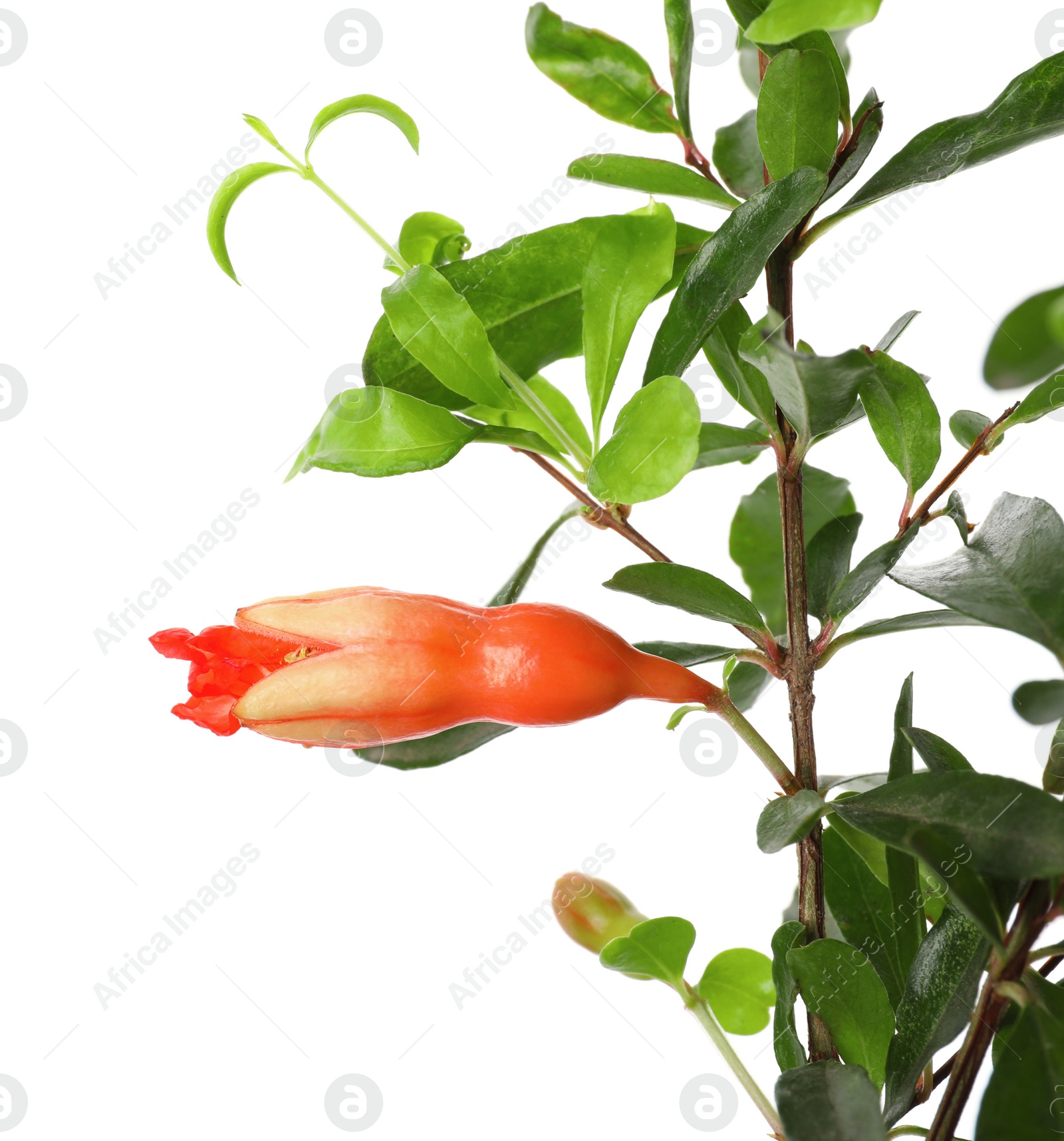 Photo of Closeup view of pomegranate plant with flower on white background