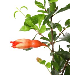 Photo of Closeup view of pomegranate plant with flower on white background