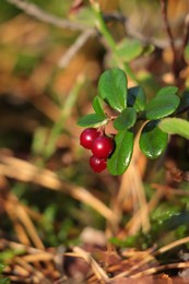 Photo of Tasty ripe lingonberries growing on sprig outdoors