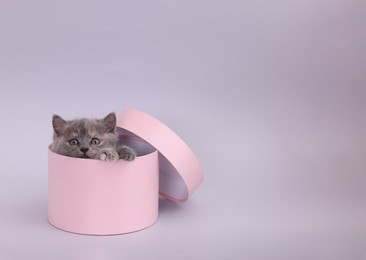 Photo of Cute little kitten in pink box on light grey background. Space for text