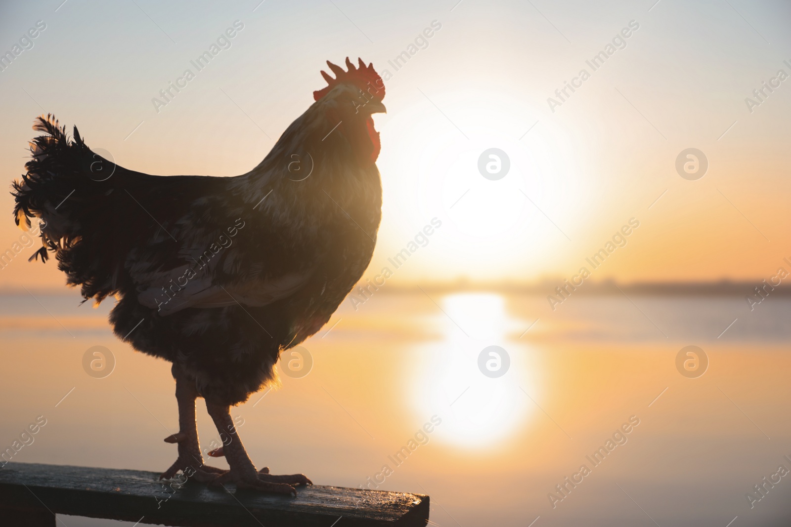 Photo of Big domestic rooster on bench near river at sunrise, space for text. Morning time