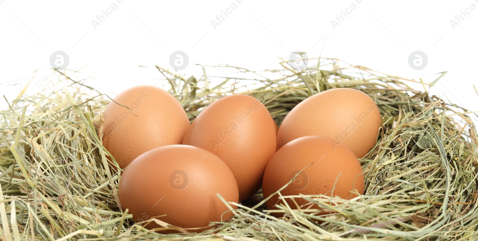 Photo of Chicken eggs in nest isolated on white