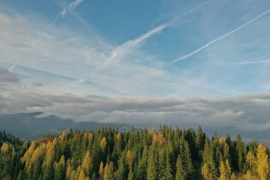 Aerial view of beautiful forest in mountains on sunny day