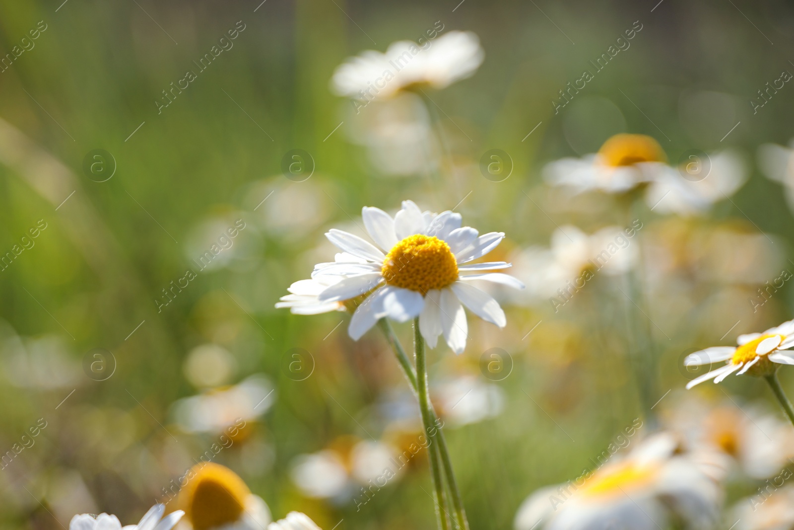 Photo of Beautiful chamomile flowers growing in field, closeup