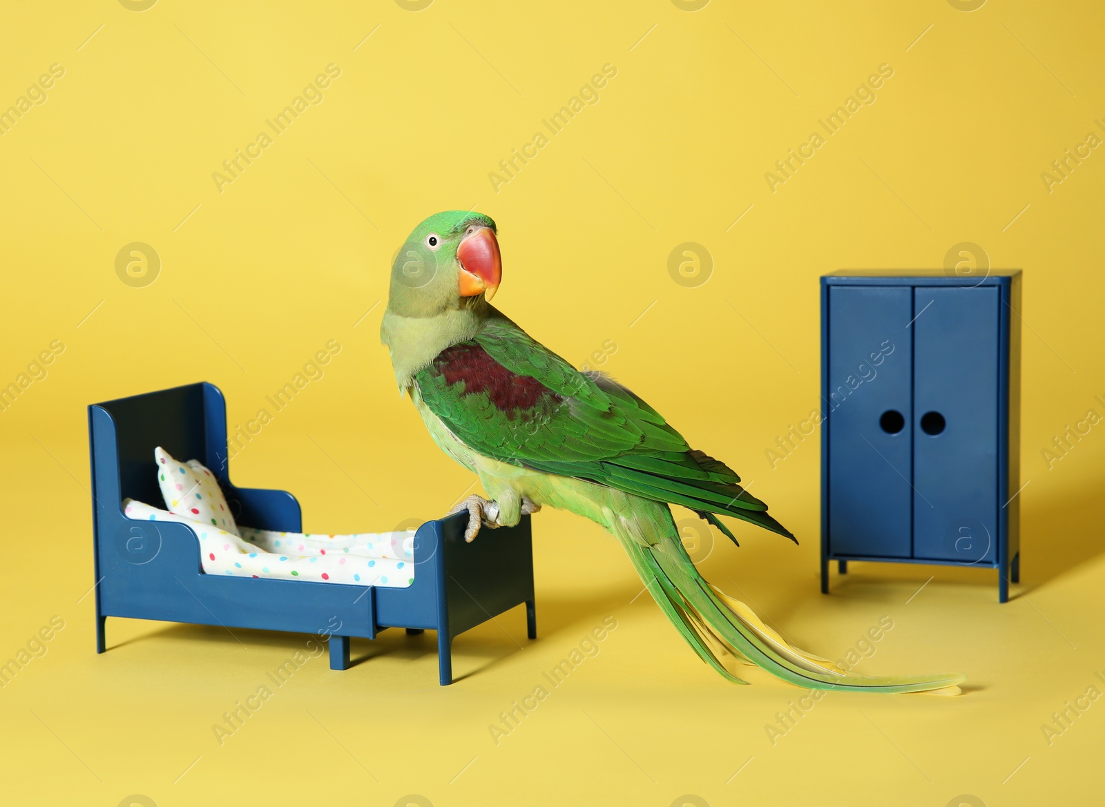 Photo of Beautiful Alexandrine Parakeet in toy bedroom on yellow background