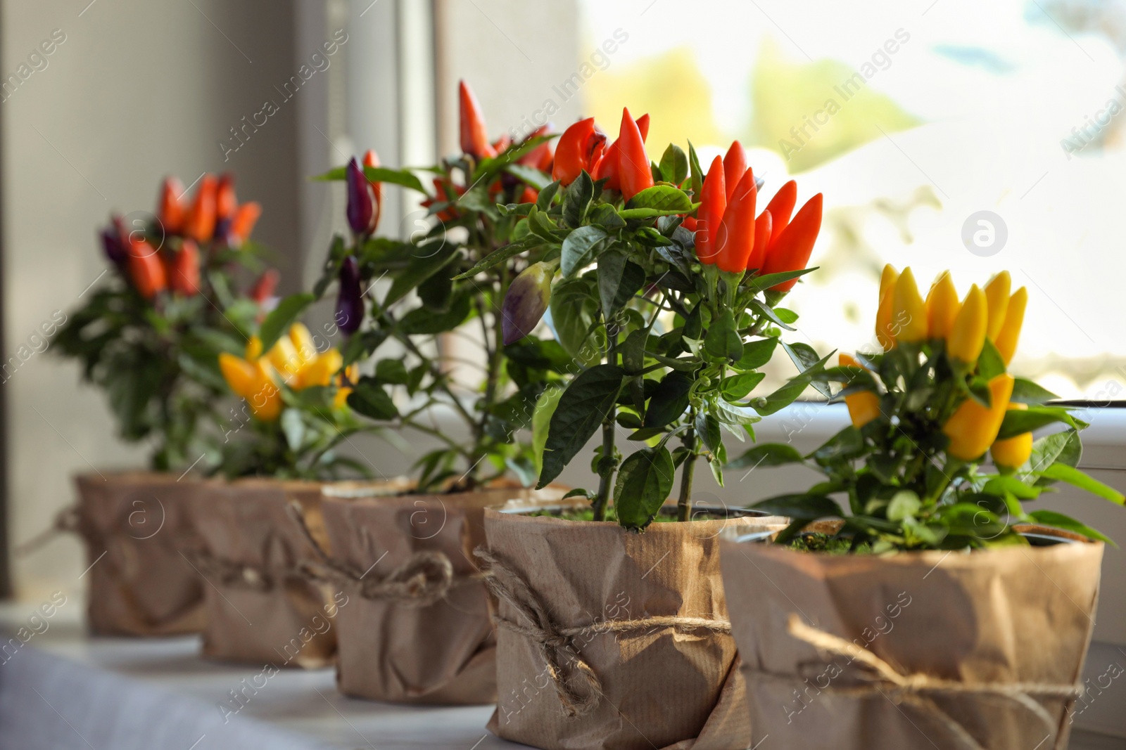 Photo of Capsicum Annuum plants. Many potted multicolor Chili Peppers on windowsill indoors, space for text