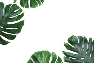 Green fresh monstera leaves on white background, top view. Tropical plant