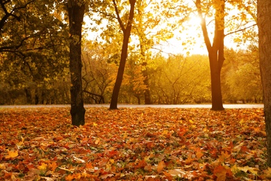 Photo of Beautiful trees with bright leaves in park. Autumn season