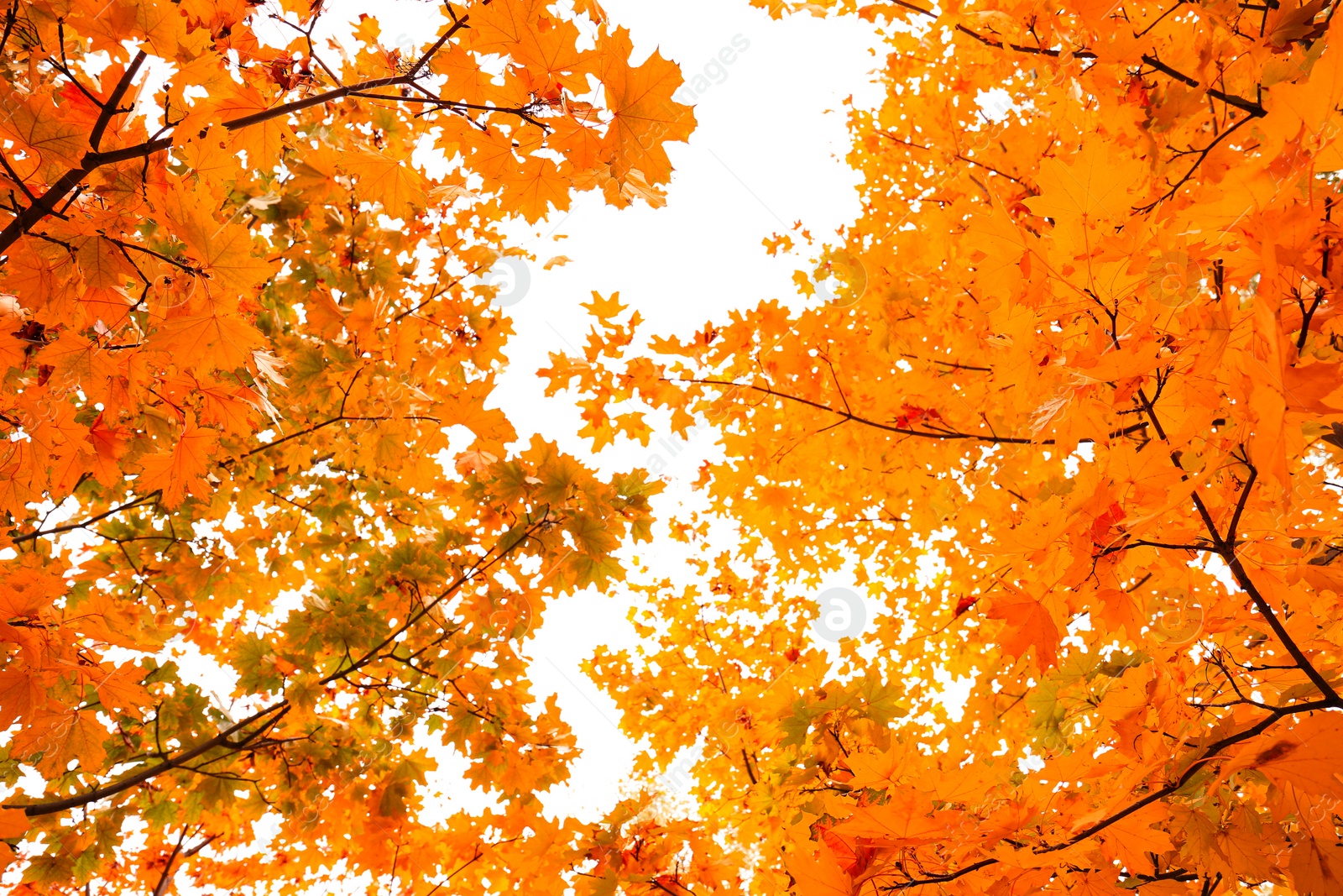 Photo of Beautiful trees with bright leaves against sky on autumn day, low angle view