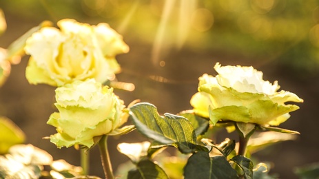 Beautiful roses in blooming garden on sunny day