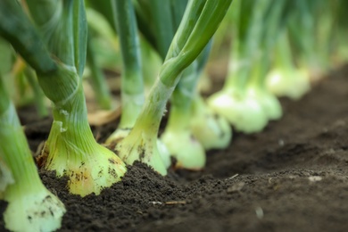 Photo of Green onions growing in field, closeup. Harvest season