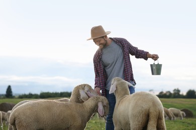Smiling man with bucket feeding sheep on pasture at farm