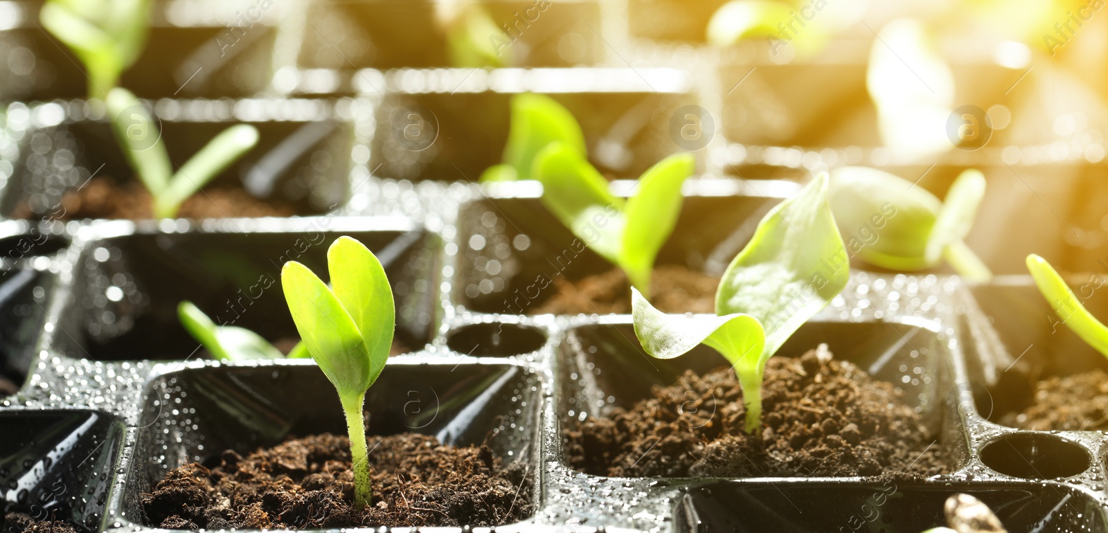 Image of Young seedlings growing in plastic tray with soil, closeup. Banner design