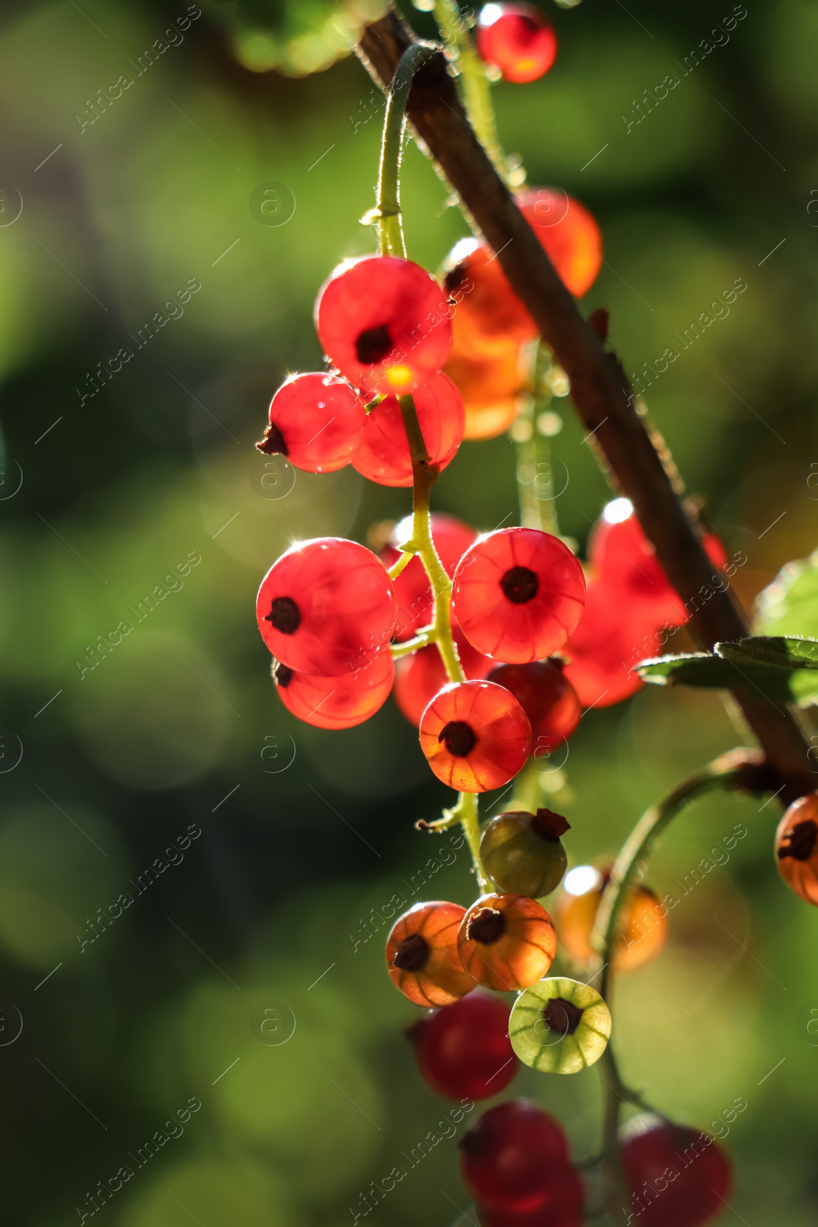 Photo of Closeup view of red currant bush with ripening berries outdoors on sunny day