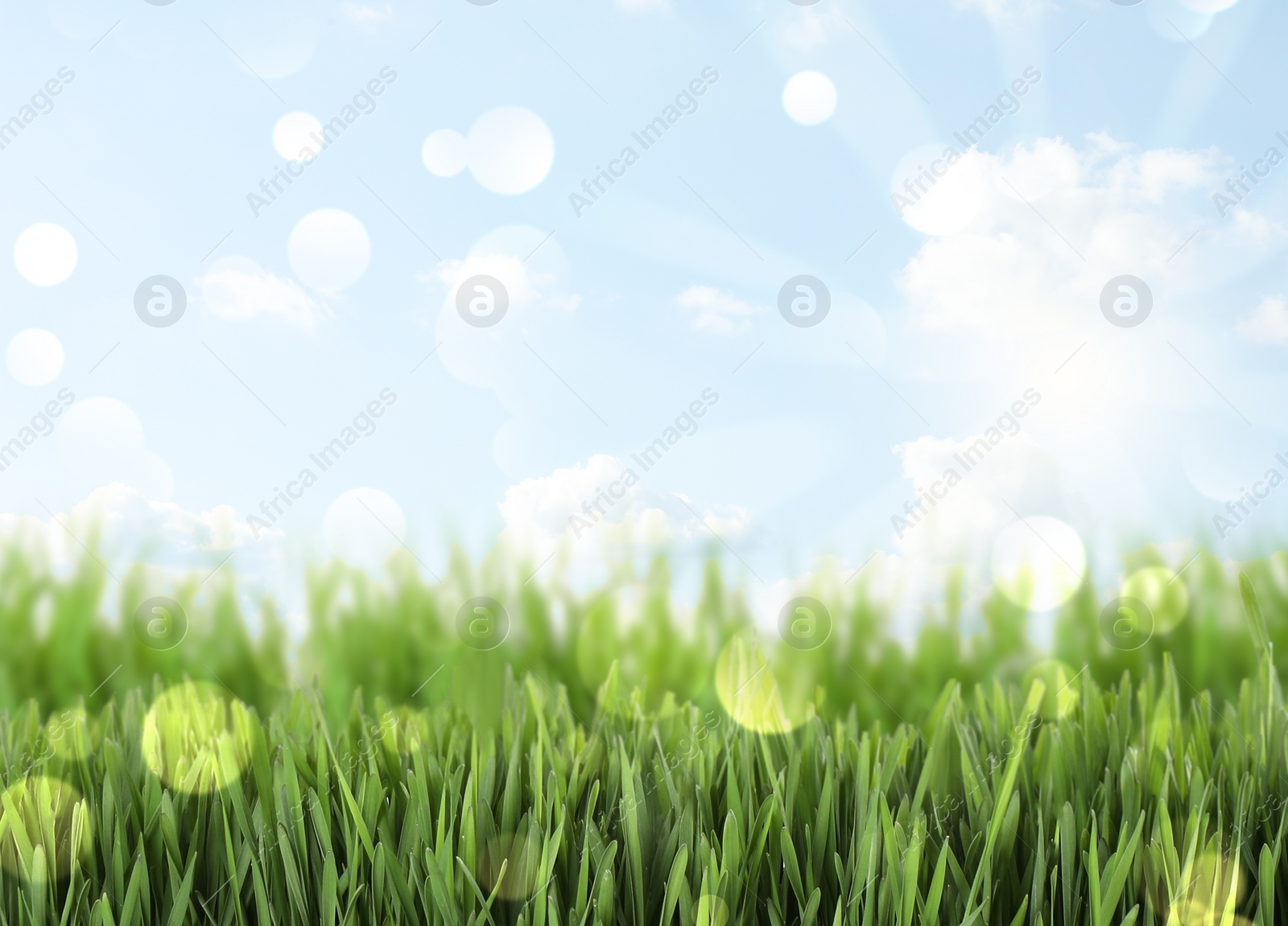 Image of Fresh green grass on sunny day. Spring season