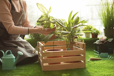 Woman taking care of plants indoors, closeup. Home gardening