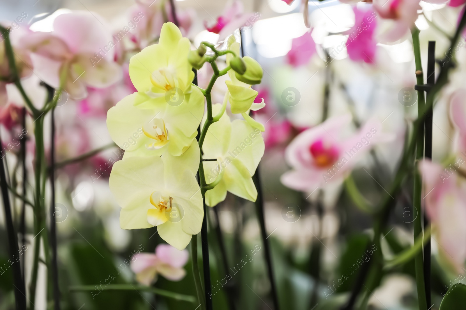 Photo of Beautiful blooming tropical orchid on blurred background