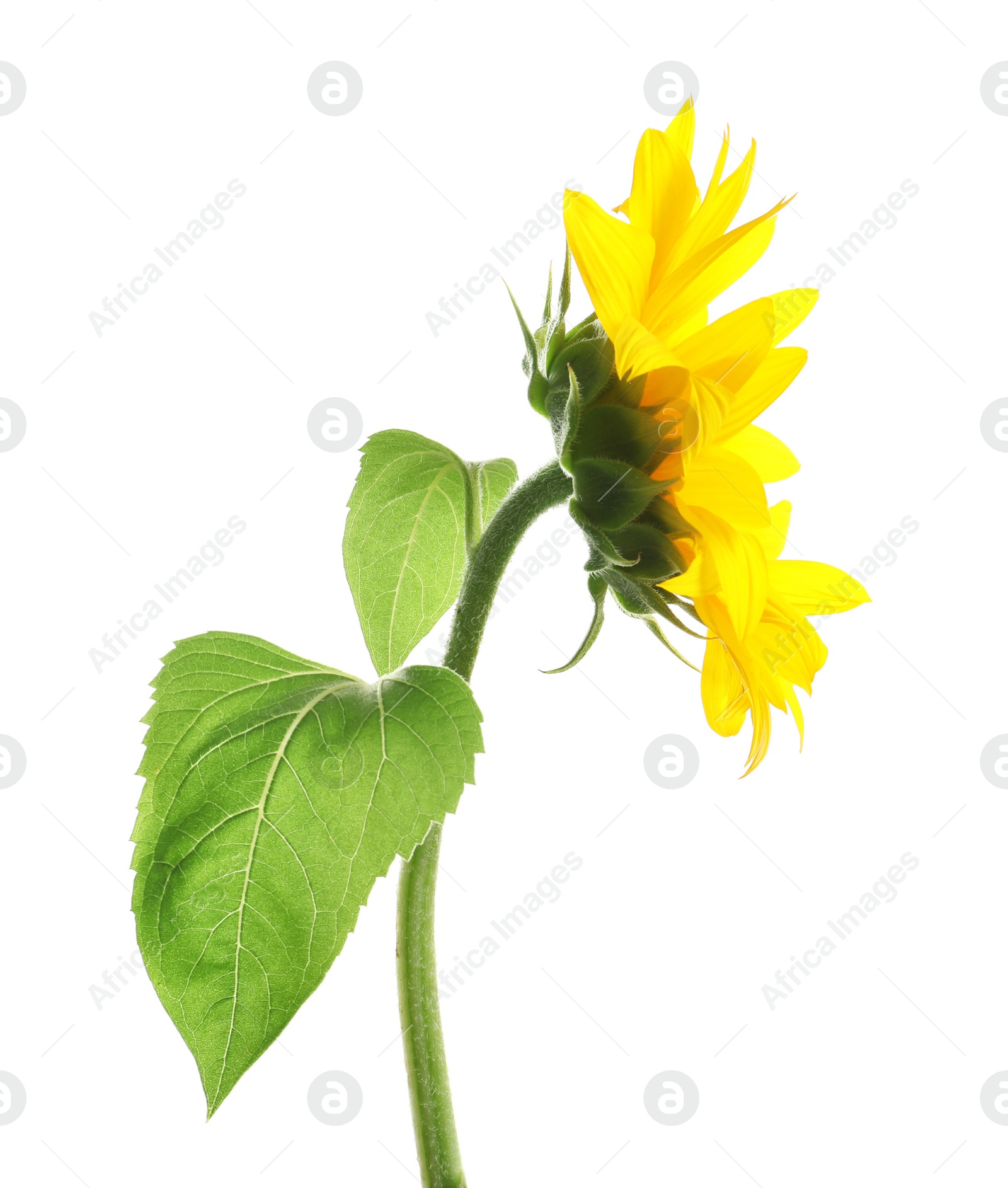 Photo of Beautiful bright yellow sunflower on white background