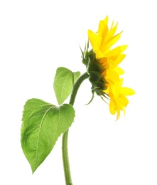 Photo of Beautiful bright yellow sunflower on white background