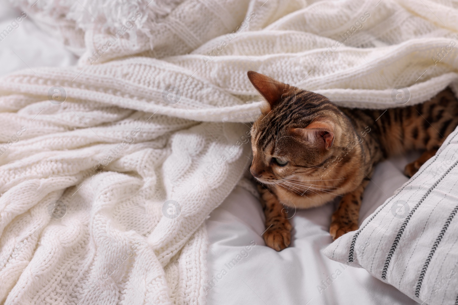 Photo of Cute Bengal cat lying on bed at home, space for text. Adorable pet