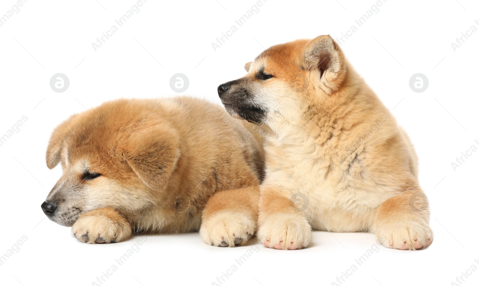 Photo of Cute Akita Inu puppies on white background. Baby animals