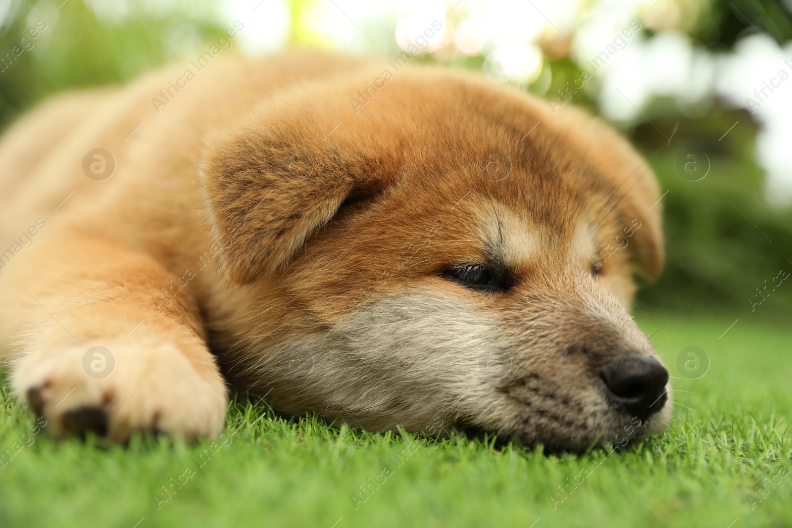 Photo of Cute Akita Inu puppy on green grass outdoors. Baby animal