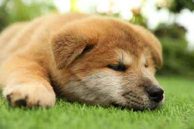 Cute Akita Inu puppy on green grass outdoors. Baby animal