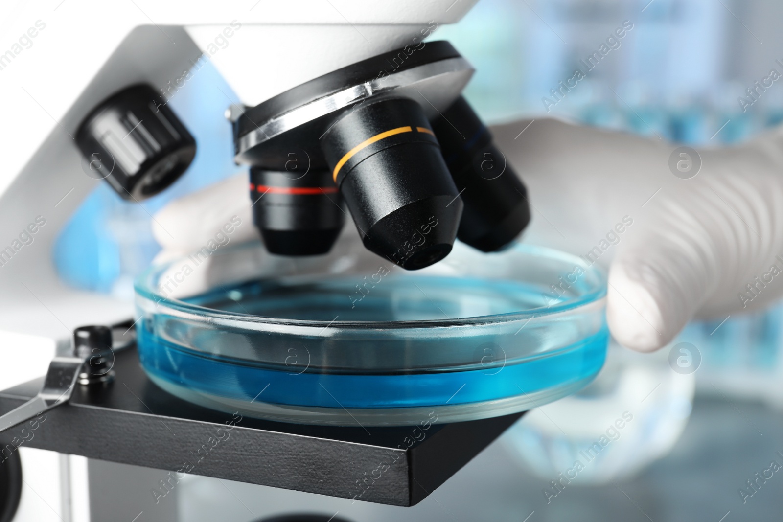 Photo of Scientist putting Petri dish with liquid under microscope, closeup. Laboratory analysis