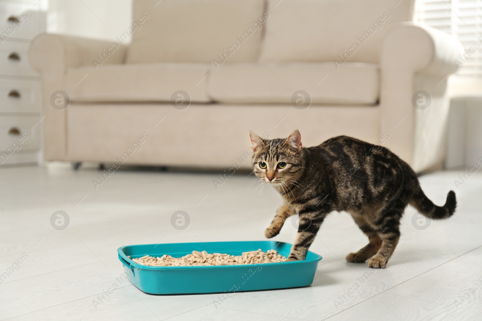 Photo of Tabby cat near litter box at home