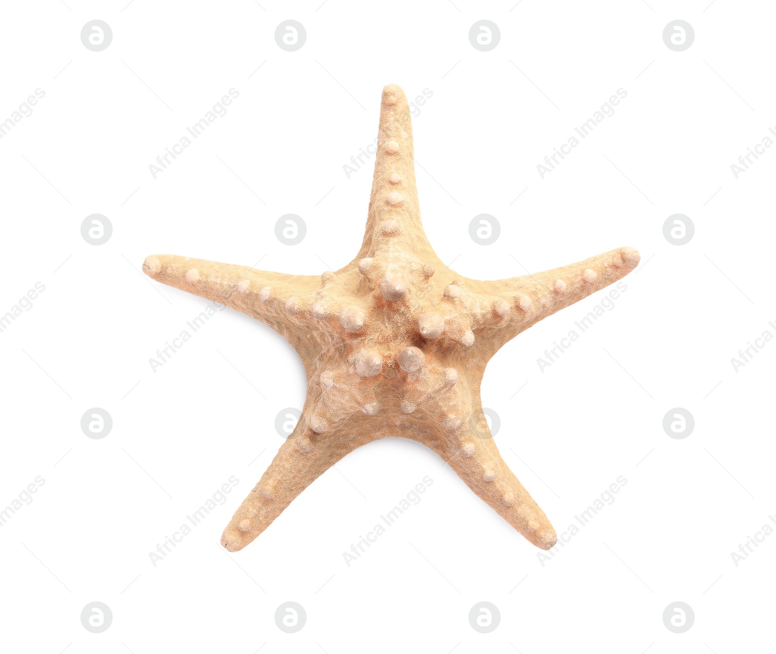 Photo of Beautiful sea star (starfish) isolated on white, top view