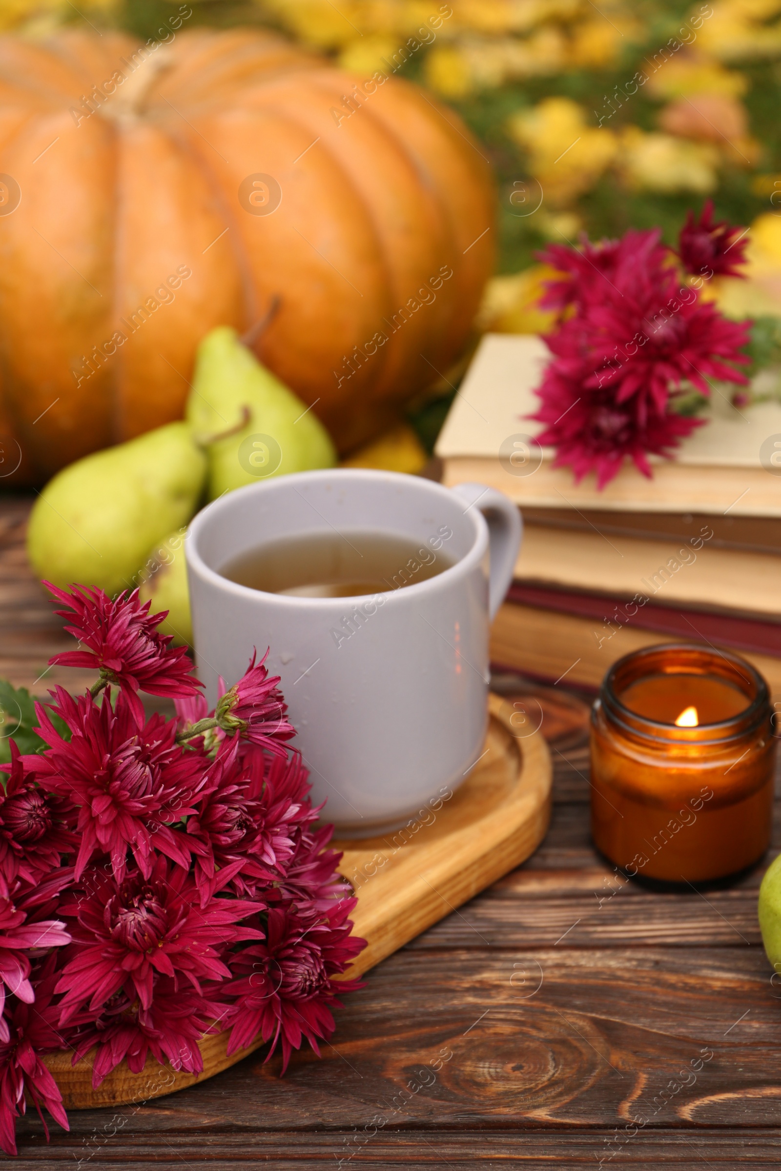 Photo of Composition with beautiful chrysanthemum flowers on wooden table outdoors, closeup