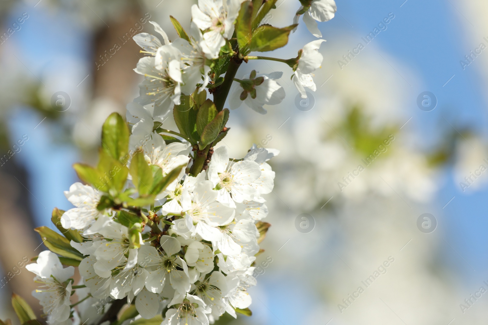 Photo of Branch of blossoming cherry plum tree against blue sky, closeup