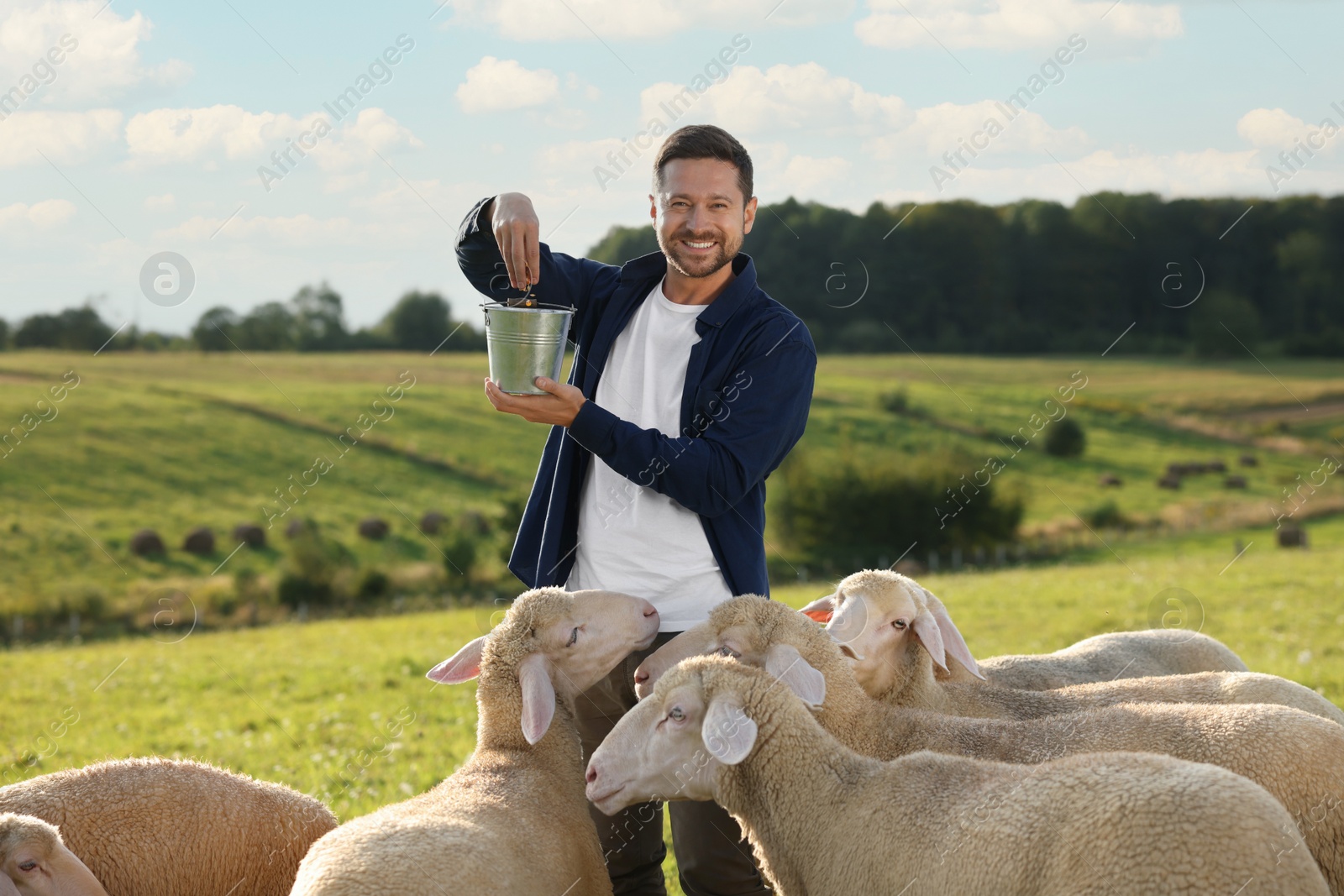 Photo of Smiling man with basket feeding sheep on pasture at farm