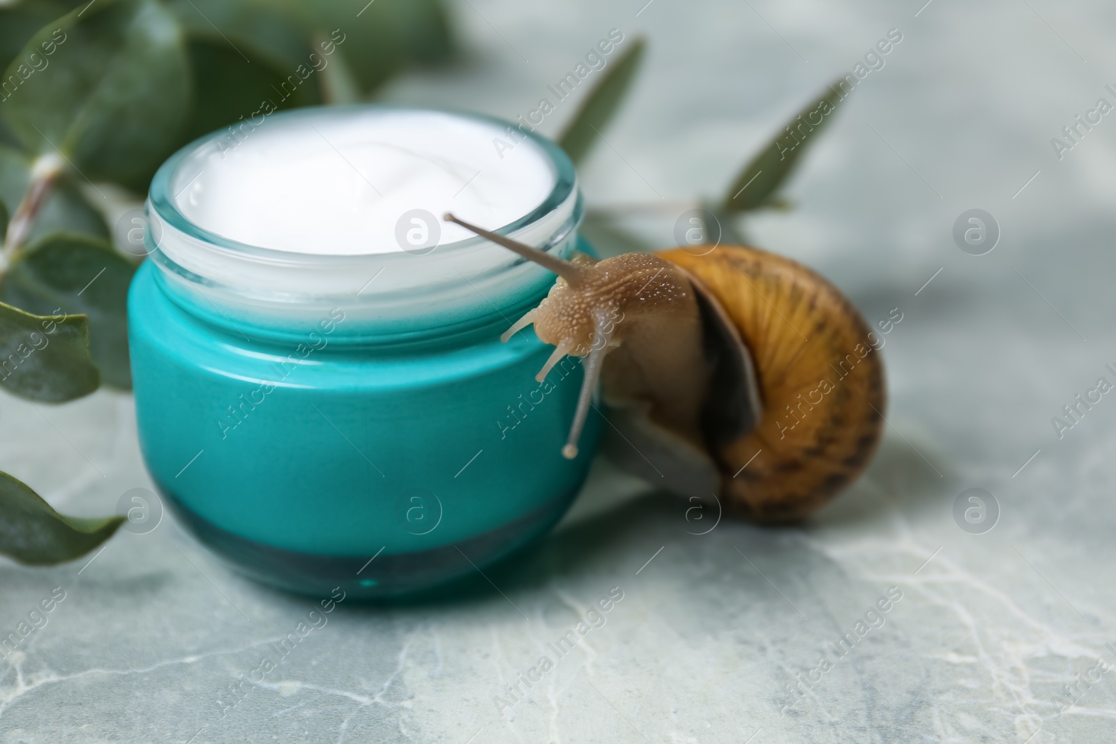 Photo of Snail, cream and eucalyptus branch on light grey table, closeup