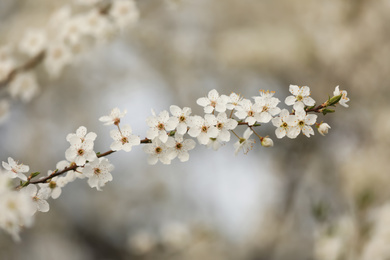 Closeup view of blossoming tree outdoors on spring day