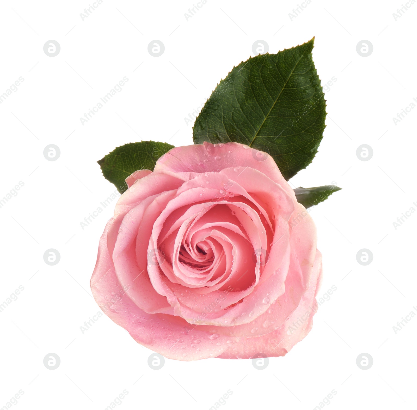 Photo of Beautiful pink rose on white background, top view