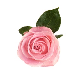 Beautiful pink rose on white background, top view