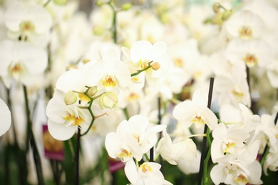 Beautiful white orchid flowers on blurred background. Tropical plant