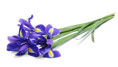 Beautiful violet iris flowers isolated on white