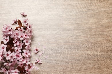 Photo of Beautiful sakura tree blossoms on wooden background, flat lay. Space for text