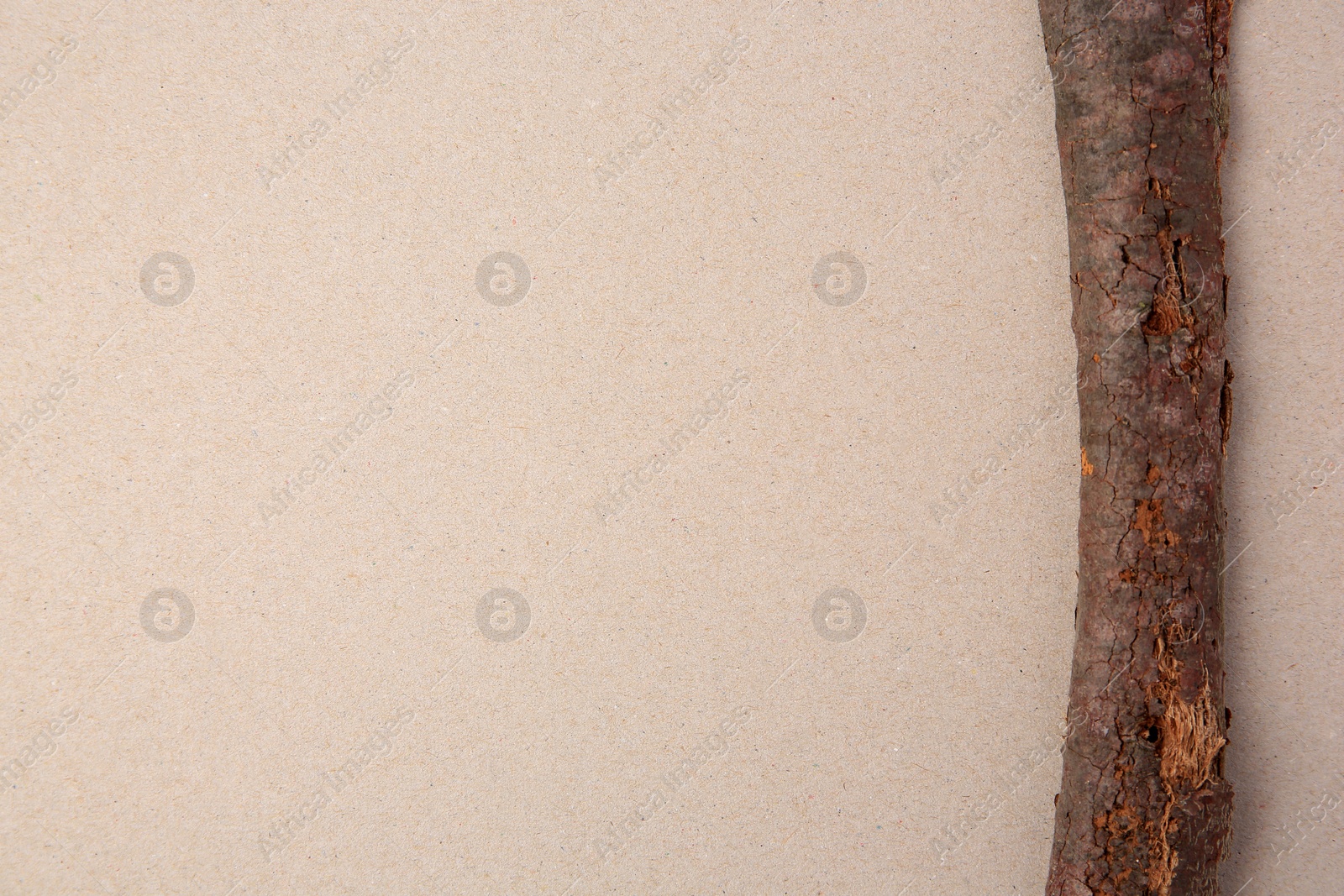 Photo of Tree branch on beige background, top view. Space for text
